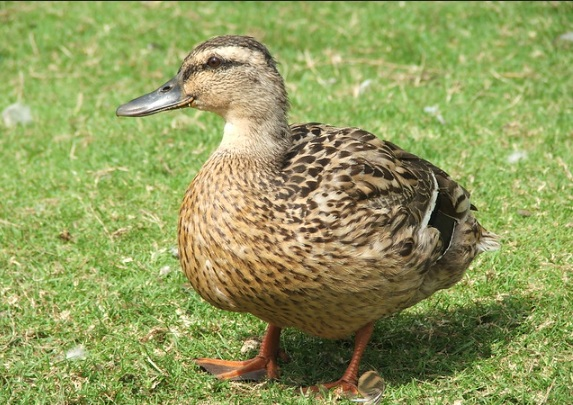 Duck Puns
