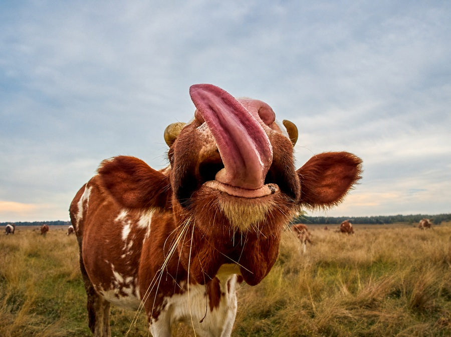 cow puns