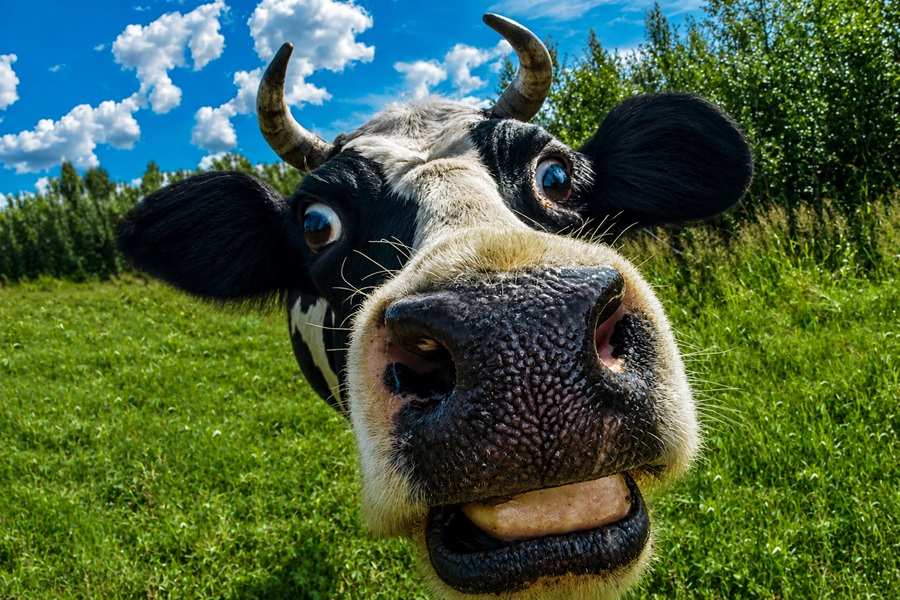 cow puns