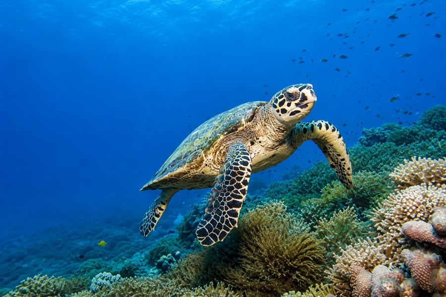 turtle puns