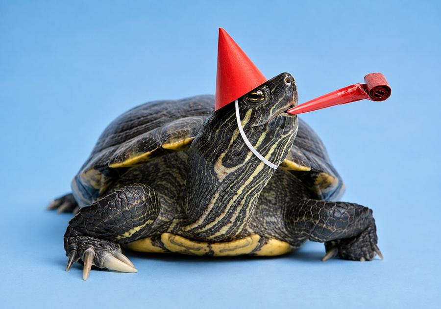 turtle puns