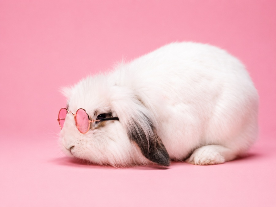 bunny puns
