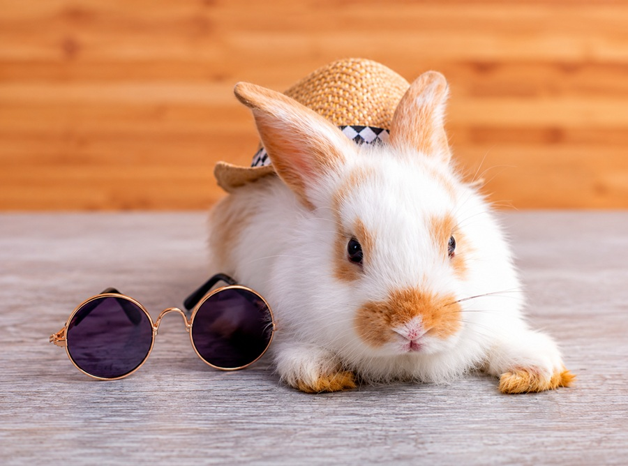 bunny puns