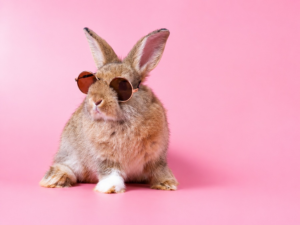 bunny puns